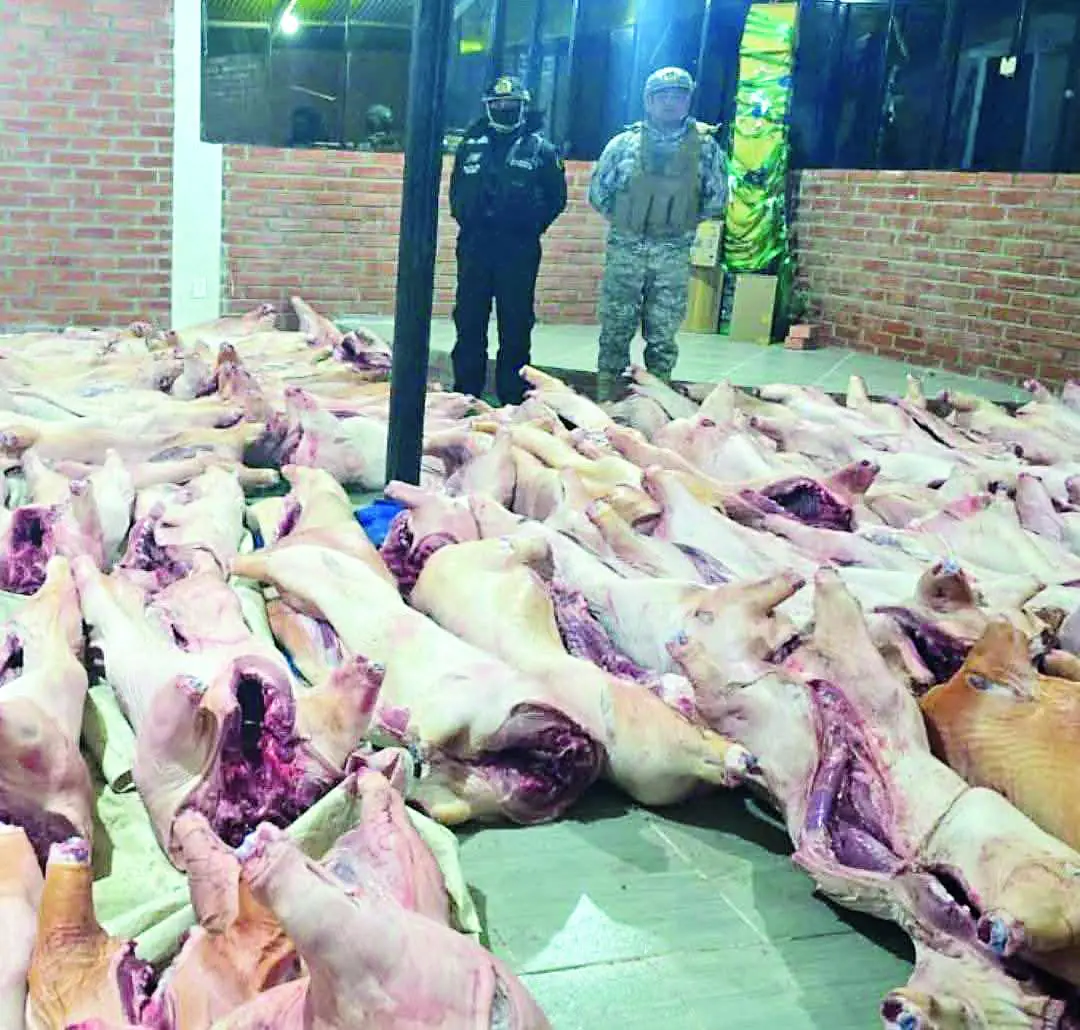 Armada incauta cerdos y asesta golpe al contrabando en el Titicaca