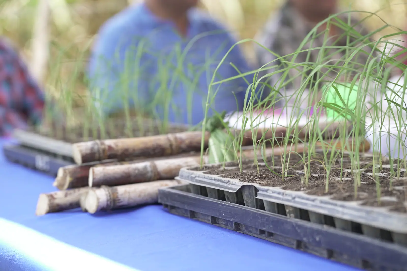 Liberan nueva variedad de caña de azúcar de alto rendimiento