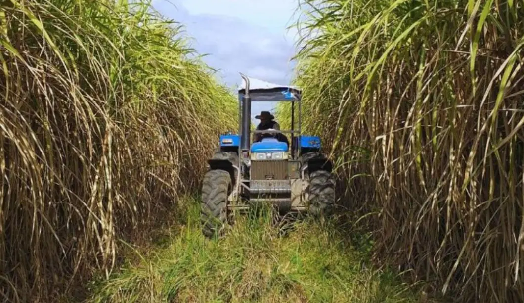 Cañeros activan alerta por posible recorte en la compra de etanol