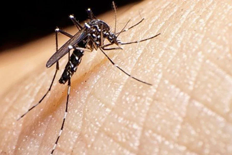 Hay más de 5.300 casos de chikungunya; La Paz en alerta roja