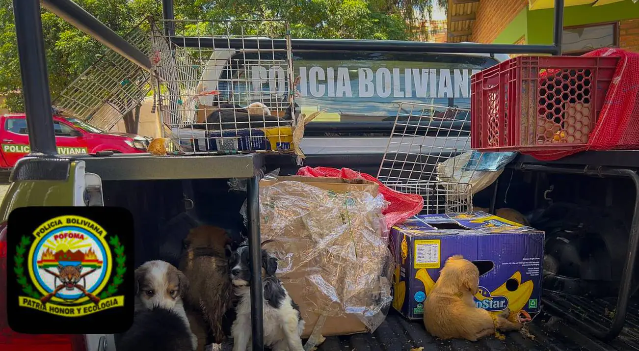 Rescatan a más de 60 perros destinados al comercio ilegal en Cochabamba