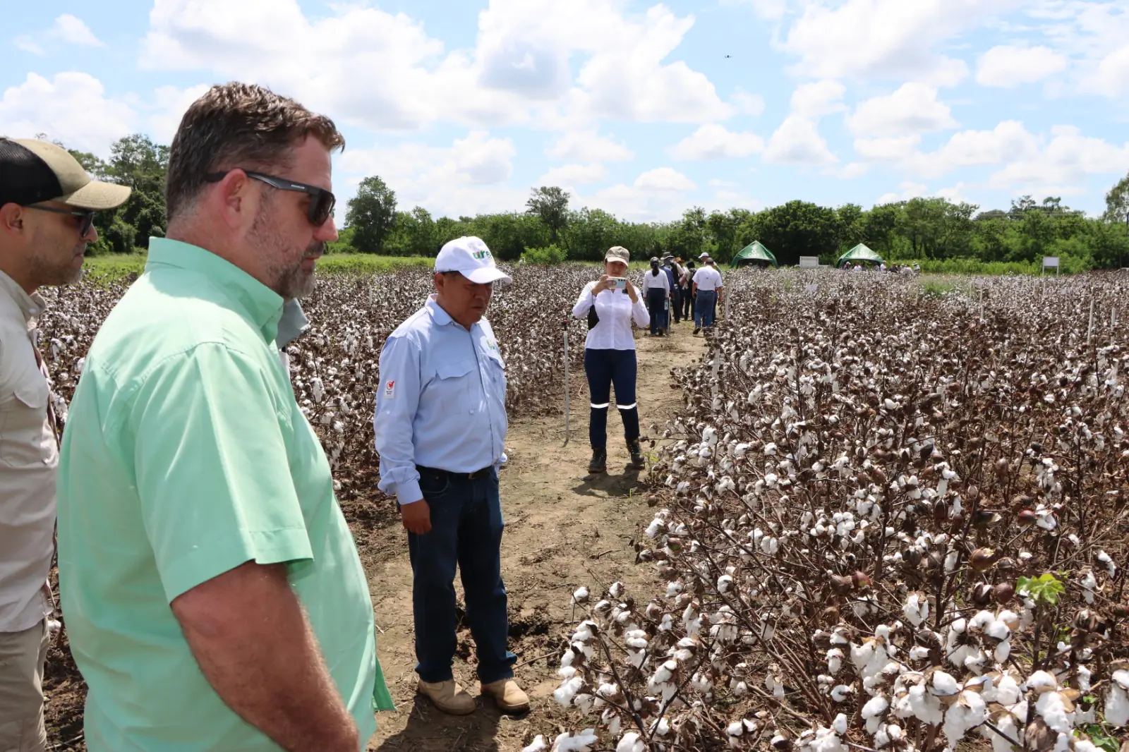 Concluye validación de nuevas semillas de algodón con biotecnología en Santa Cruz