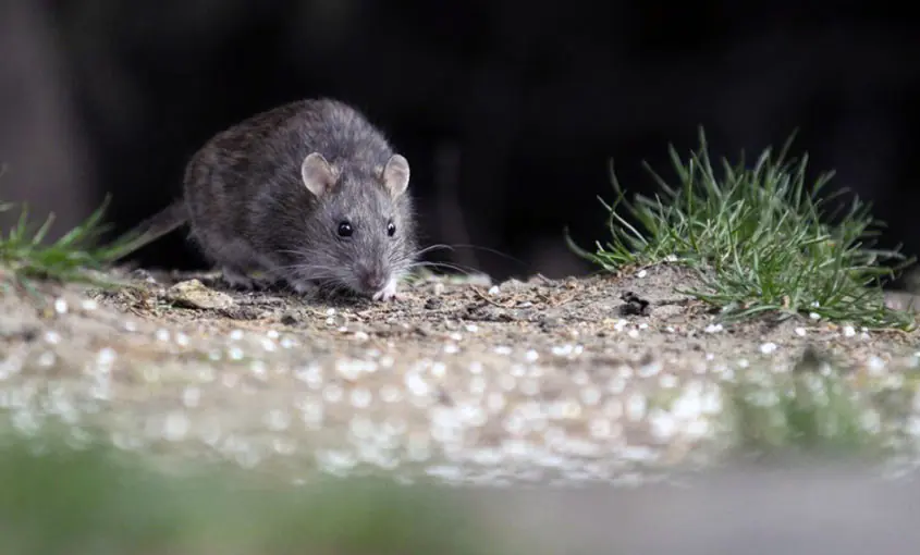 Sedes de Tarija confirma segunda persona fallecida por hantavirus