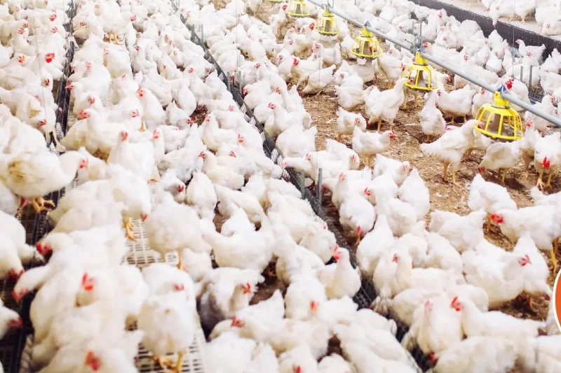 Hay Bs 1.000 millones en pérdidas por pollo y riesgo de cierre de granjas