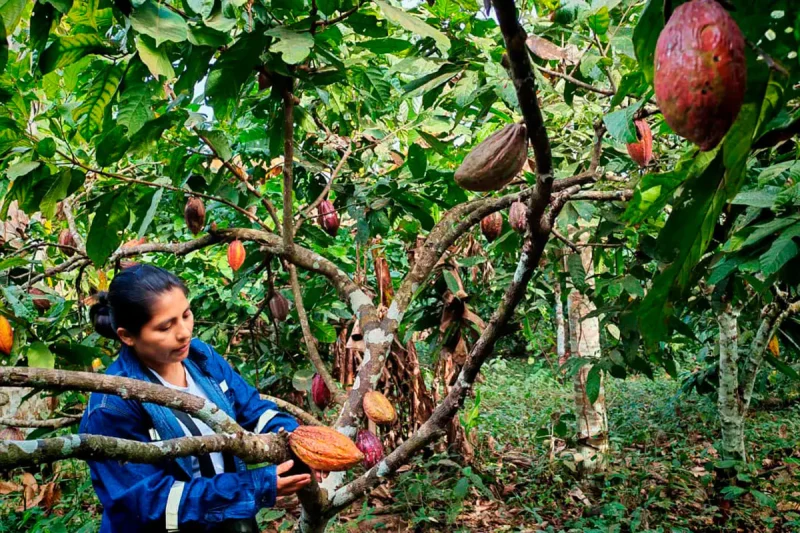 Investigación del INIAF abre nuevas oportunidades para mejorar productividad del cacao