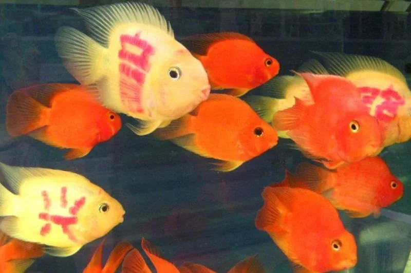 Fede y Magui, los dos peces dorados fueron reconocidos por la Justicia argentina como seres sintientes y sujetos de derecho