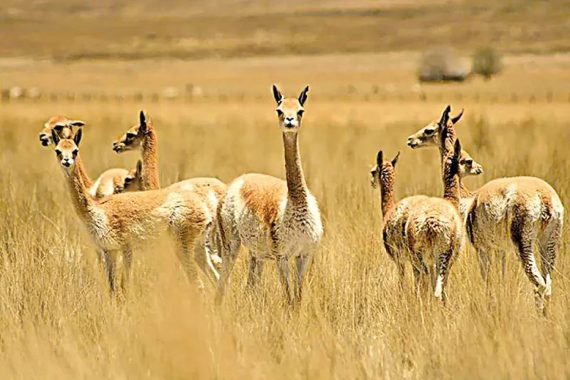 En Potosí, aprehenden a dos personas por presunta caza ilegal de vicuñas