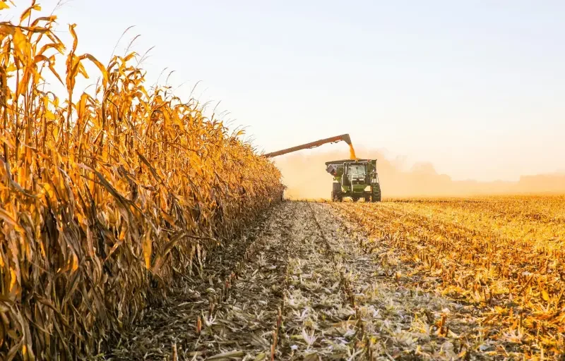 Falta de diésel retrasa cosecha de maíz y sorgo y amenaza con pérdidas