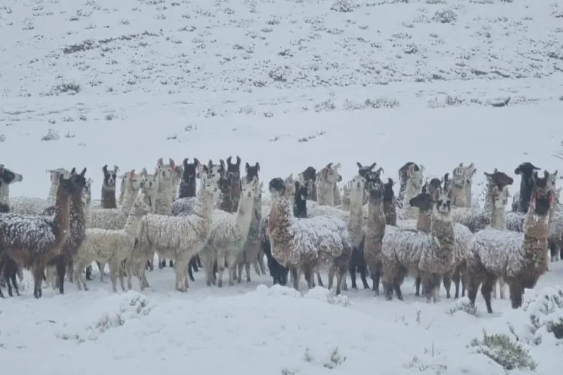 Las nevadas afectan y ponen en riesgo a 19.000 camélidos