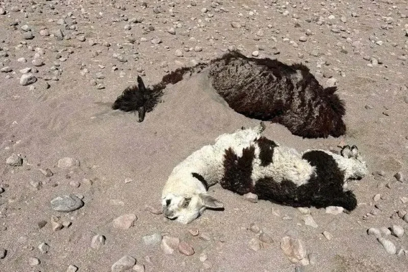 Oruro: Más de 30 llamas y alpacas quedaron sepultadas en Turco por fuertes vientos