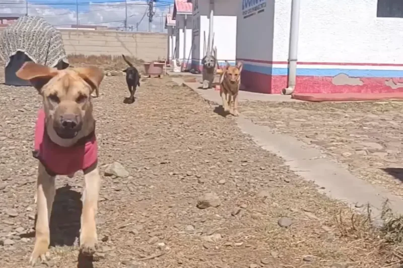 En San Roque, alcalde de El Alto reafirma la construcción de un hospital veterinario