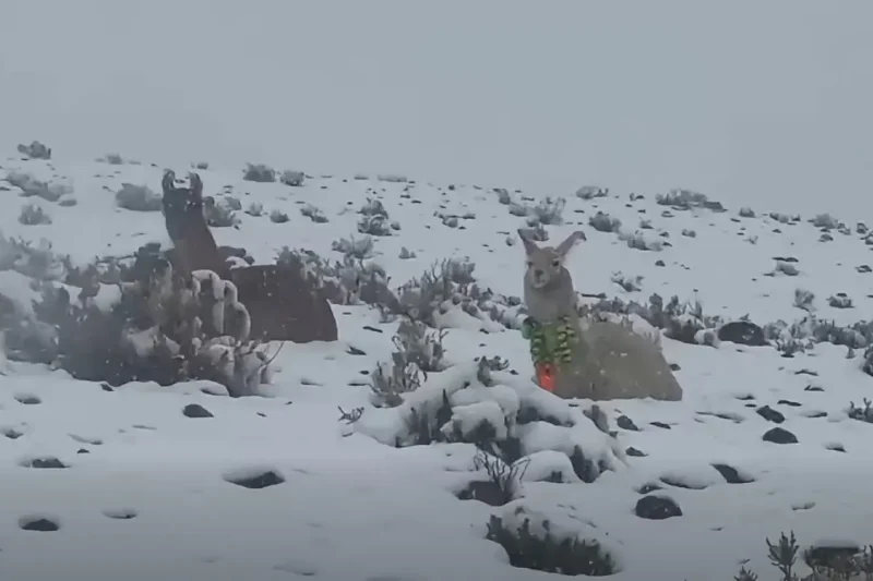 Potosí: Gobernación activa plan de emergencia por nevadas que llegan hasta 30 cm