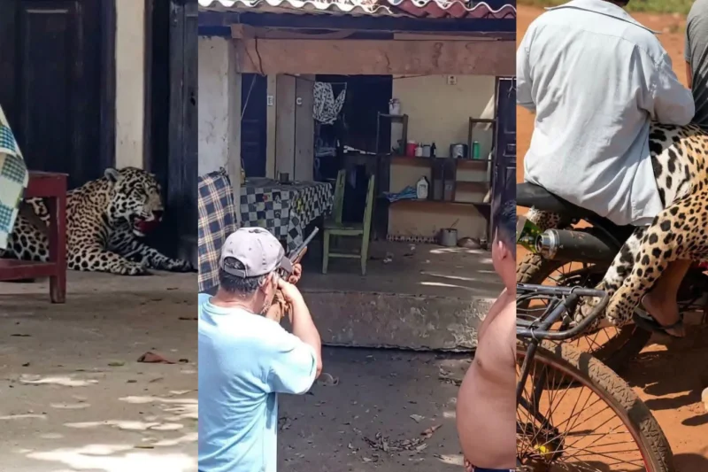A tiros, matan a un jaguar que llegó a una vivienda en Guayaramerín