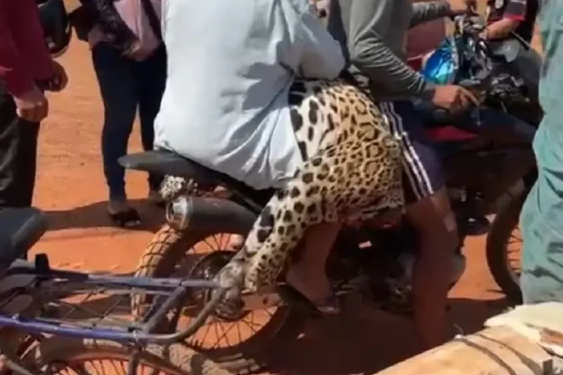 La Fiscalía investiga el biocidio de un jaguar y hay un aprehendido