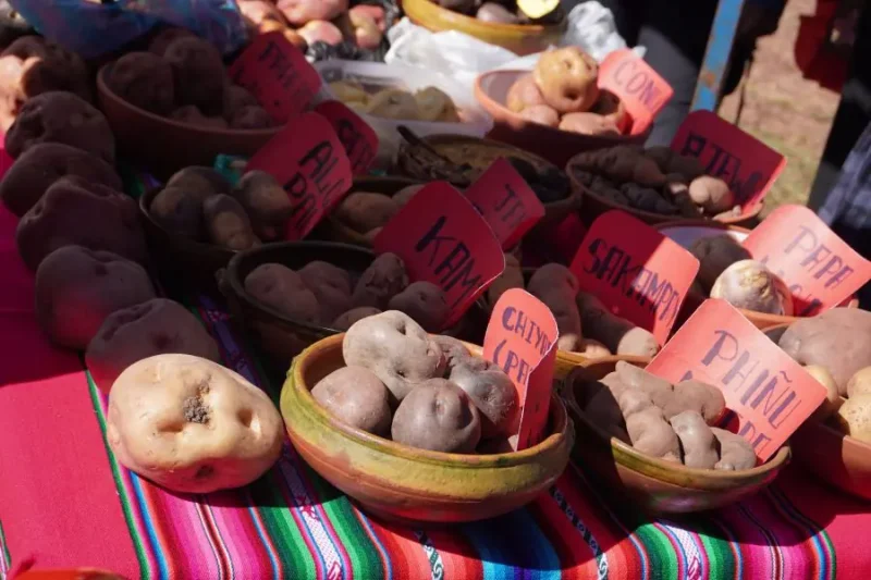 La UMSA investiga la genética de papas nativas contra heladas y sequías