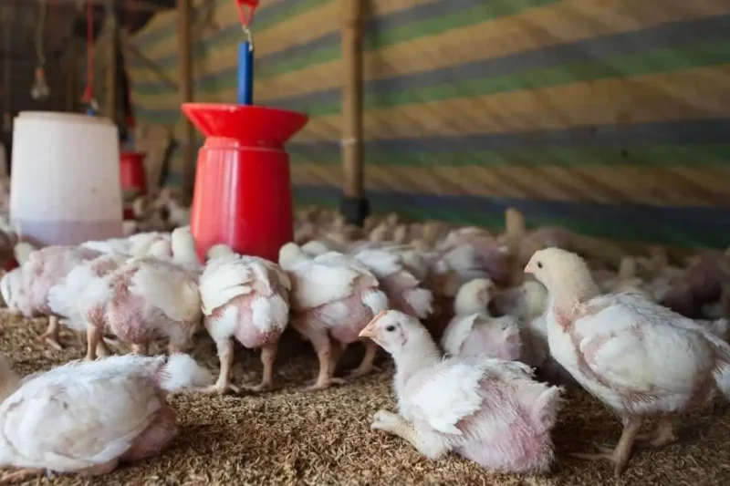 Avícolas estiman que producción de pollo se normalizará en tres semanas
