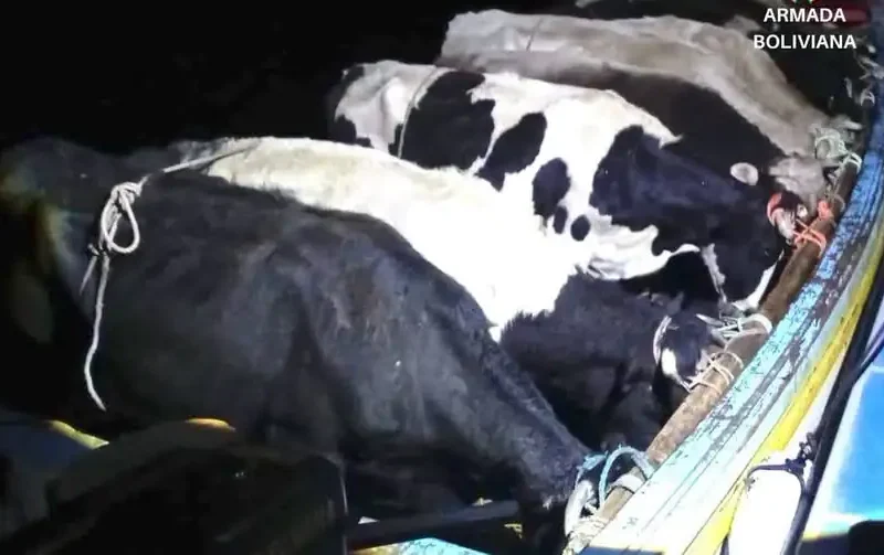 Hallan embarcación con ganado de contrabando