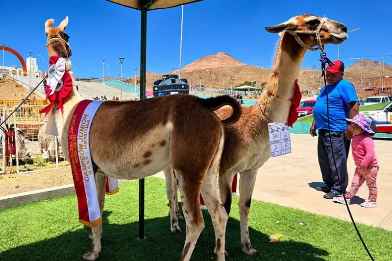Llama de 229 kilos es el rey de la XVI Feria de Camélidos