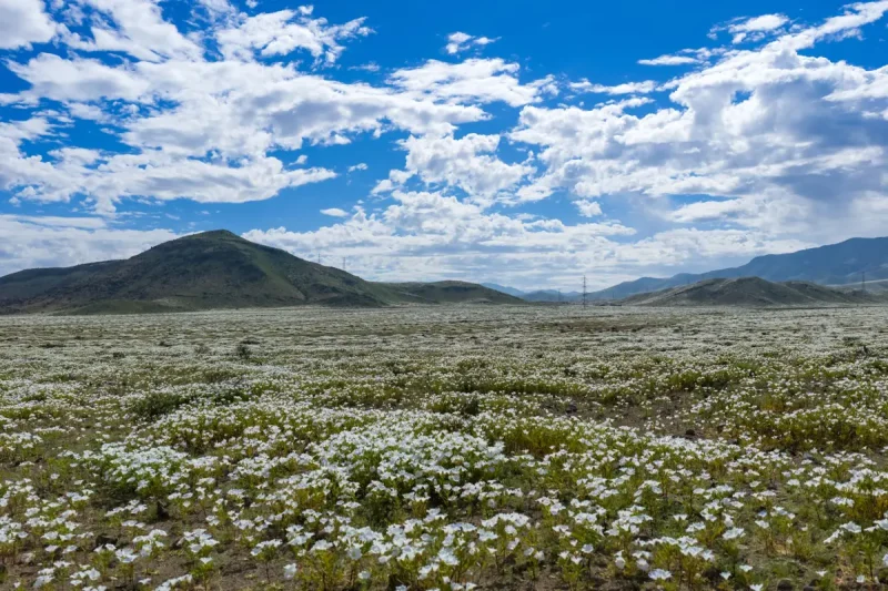 El desierto de Atacama florece tras lluvias provocadas por El Niño