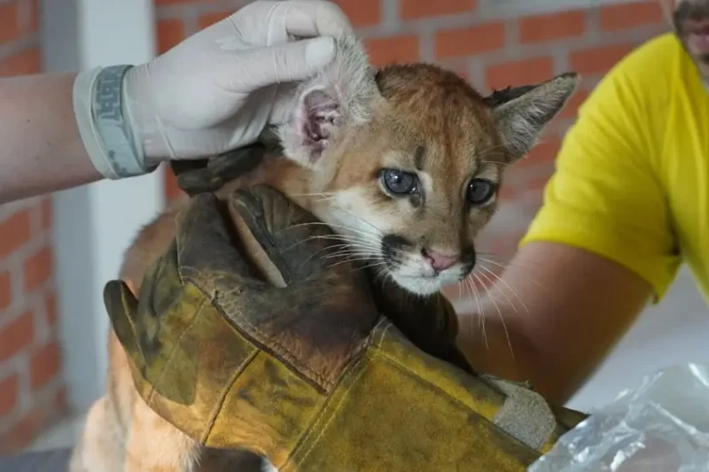 Rescatan a un puma y un mono araña en Santa Cruz
