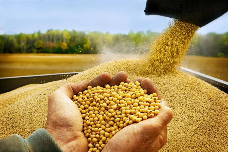 Anapo solicita liberación plena de las exportaciones agrícolas